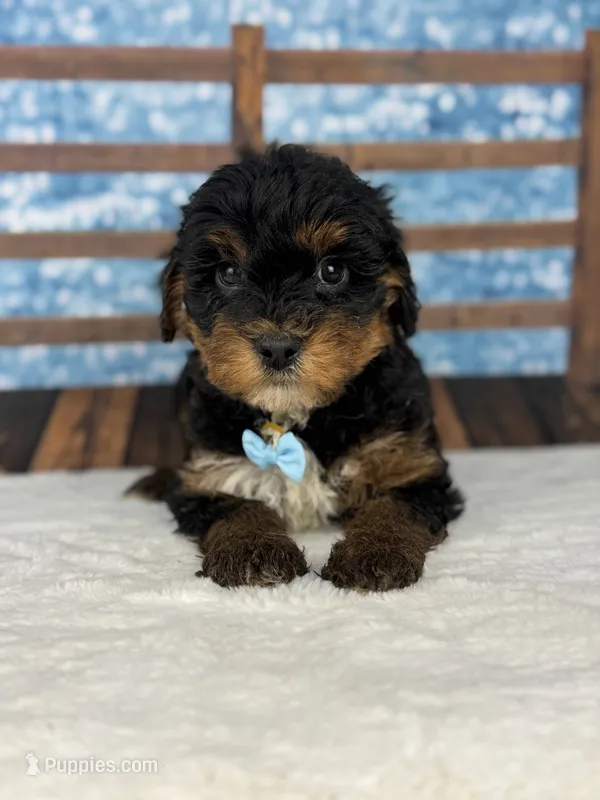 Oliver – Yorkipoo puppy for sale in Weatherford, TX
