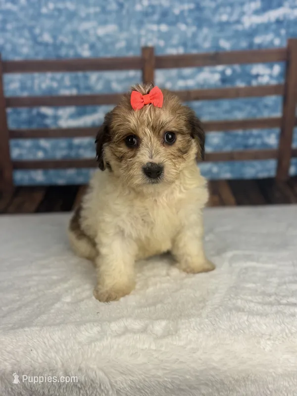 Wendy – Yorkipoo puppy for sale in Weatherford, TX