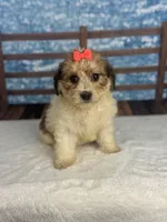 Wendy, a female Yorkipoo for sale in Weatherford, TX – 1 of 1