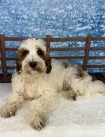 Leo, a male Miniature Goldendoodle for sale in Weatherford, TX – 1 of 1