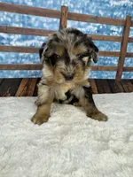 Belly, a female Bernedoodle for sale in Weatherford, TX – 1 of 1