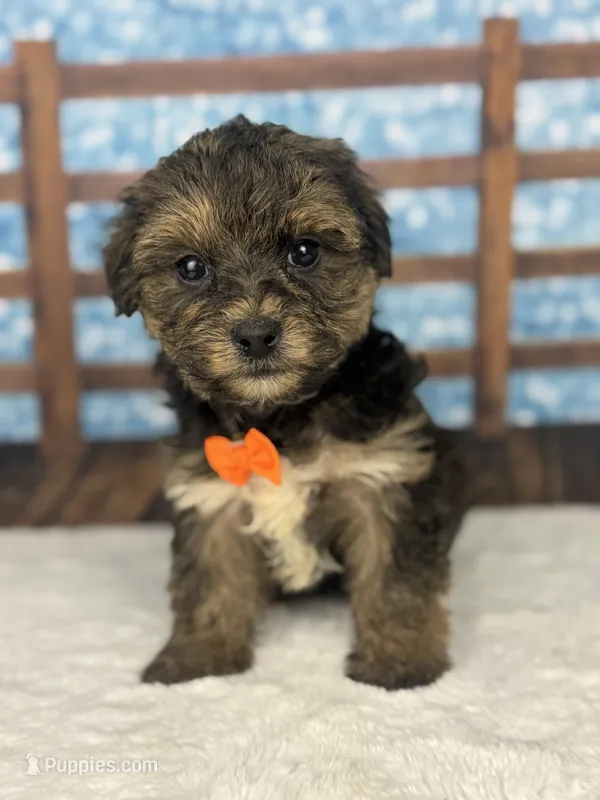 Jack – Yorkipoo puppy for sale in Weatherford, TX