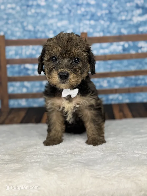 Finn – Yorkipoo puppy for sale in Weatherford, TX