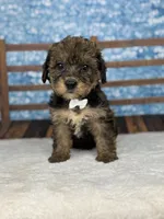 Finn, a male Yorkipoo for sale in Weatherford, TX – 1 of 1