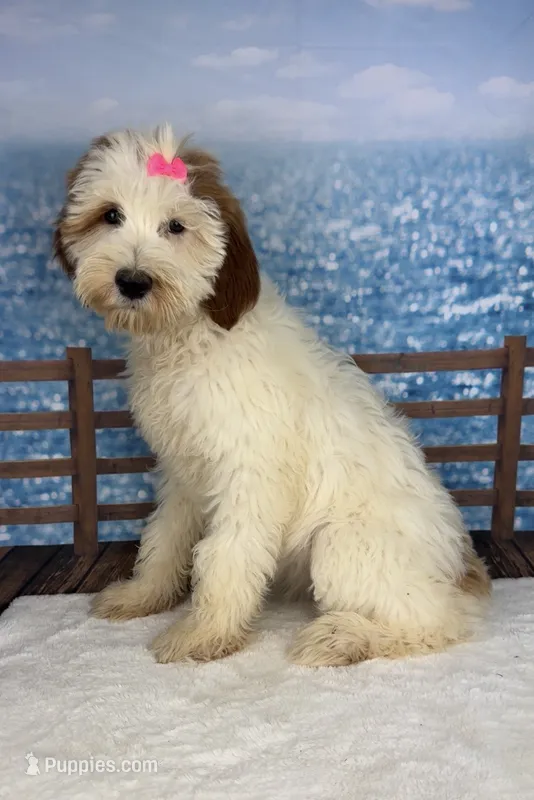 Lizzy – Miniature Goldendoodle puppy for sale in Weatherford, TX
