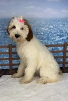 Lizzy, a female Miniature Goldendoodle for sale in Weatherford, TX – 1 of 1
