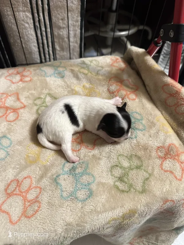 Girl 3 black and white long hair  – Chihuahua puppy for sale in Dunwoody, GA