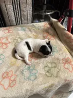 Girl 3 black and white long hair , a female Chihuahua for sale in Dunwoody, GA – 1 of 9