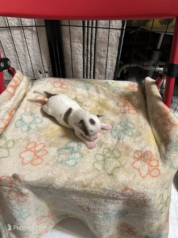 Girl 2 brown and white long hair  – Chihuahua puppy for sale in Dunwoody, GA
