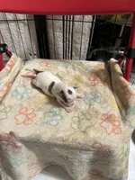Girl 2 brown and white long hair , a female Chihuahua for sale in Dunwoody, GA – 1 of 10