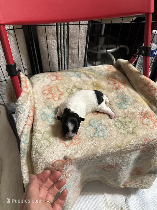 Black and white girl long hair  – Chihuahua puppy for sale in Dunwoody, GA
