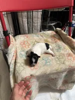 Black and white girl long hair , a female Chihuahua for sale in Dunwoody, GA – 1 of 9