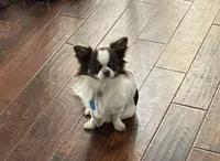 Girl 2 brown and white long hair , a female Chihuahua for sale in Dunwoody, GA – 10 of 10