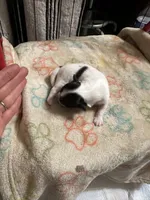 Girl 3 black and white long hair , a female Chihuahua for sale in Dunwoody, GA – 2 of 9