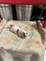 Girl 2 brown and white long hair , a female Chihuahua for sale in Dunwoody, GA – 6 of 10