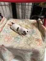 Girl 2 brown and white long hair , a female Chihuahua for sale in Dunwoody, GA – 7 of 10