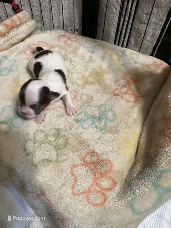 Chihuahua long hair Boy – Chihuahua puppy for sale in Dunwoody, GA