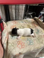 Black and white girl long hair , a female Chihuahua for sale in Dunwoody, GA – 6 of 9