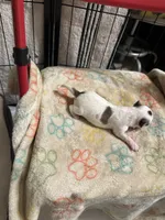Girl 2 brown and white long hair , a female Chihuahua for sale in Dunwoody, GA – 2 of 10