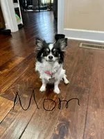Black and white girl long hair , a female Chihuahua for sale in Dunwoody, GA – 9 of 9