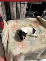 Black and white girl long hair , a female Chihuahua for sale in Dunwoody, GA – 5 of 9