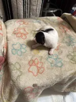 Girl 3 black and white long hair , a female Chihuahua for sale in Dunwoody, GA – 4 of 9