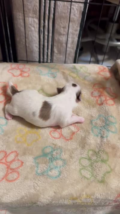 Girl 2 brown and white long hair , a female Chihuahua for sale in Dunwoody, GA – 8 of 10