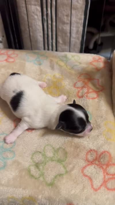 Girl 3 black and white long hair , a female Chihuahua for sale in Dunwoody, GA – 7 of 9