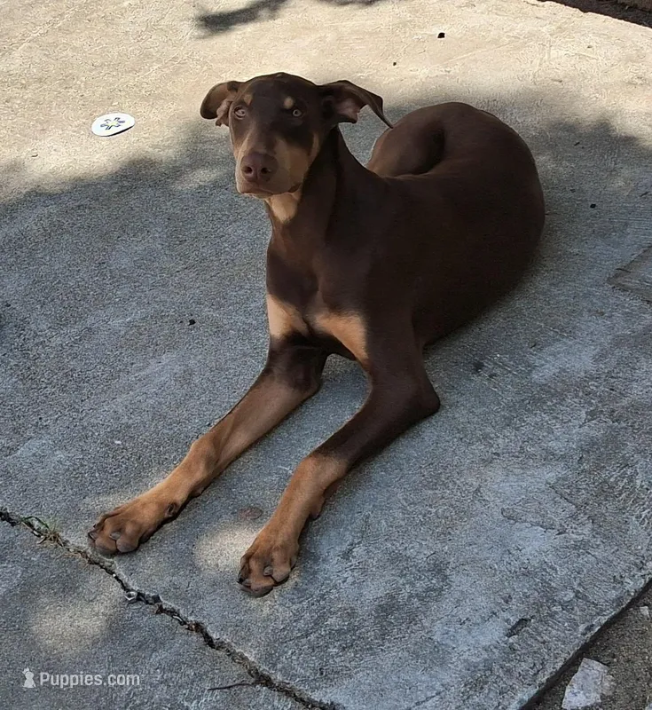 No Name – Doberman Pinscher puppy for sale in Stockton, CA