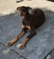 No Name, a male Doberman Pinscher for sale in Stockton, CA – Photo 1 of 2