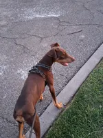 No Name, a male Doberman Pinscher for sale in Stockton, CA – Photo 2 of 2