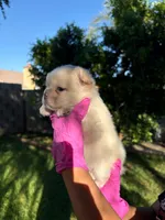 Niky, a female French Bulldog for sale in San Bernardino, CA – 3 of 3