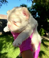 Taz, a male French Bulldog for sale in San Bernardino, CA – 1 of 3