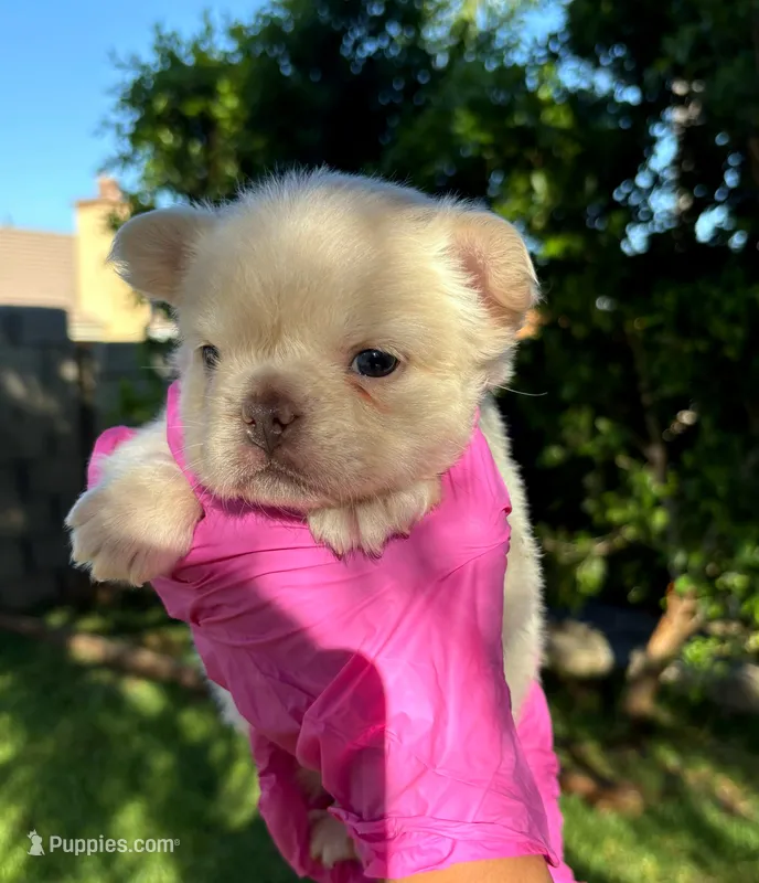 Niky – French Bulldog puppy for sale in San Bernardino, CA