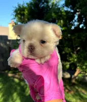 Niky, a female French Bulldog for sale in San Bernardino, CA – 1 of 3