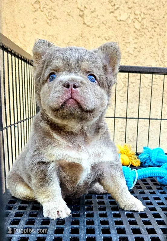 Danna – French Bulldog puppy for sale in San Bernardino, CA