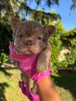 Danna, a female French Bulldog for sale in San Bernardino, CA – 1 of 3