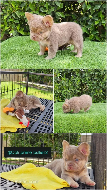 Danna – French Bulldog puppy for sale in San Bernardino, CA