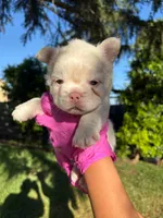Taz, a male French Bulldog for sale in San Bernardino, CA – 2 of 3