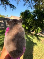 Danna, a female French Bulldog for sale in San Bernardino, CA – 2 of 3