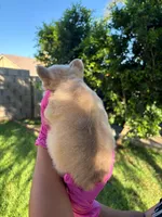 Koda, a male French Bulldog for sale in San Bernardino, CA – 2 of 2