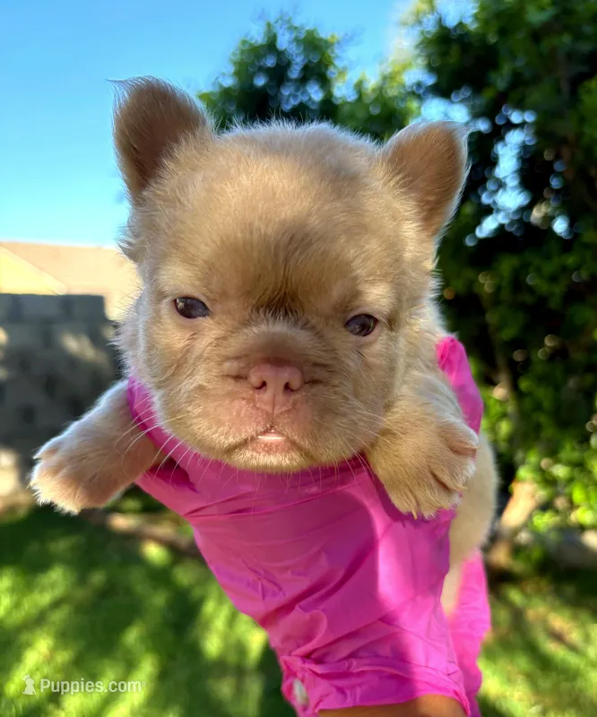 Koda – French Bulldog puppy for sale in San Bernardino, CA