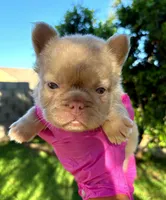 Koda, a male French Bulldog for sale in San Bernardino, CA – 1 of 2