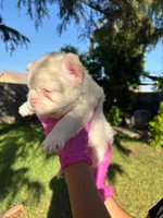 Taz, a male French Bulldog for sale in San Bernardino, CA – 3 of 3