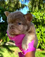 Danna, a female French Bulldog for sale in San Bernardino, CA – 3 of 3