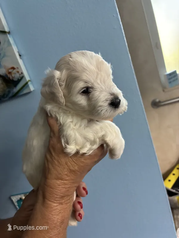 Snowball – Miniature Schnauzer puppy for sale in North Fort Myers, FL