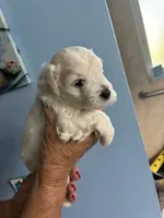 Snowball, a female Miniature Schnauzer for sale in North Fort Myers, FL – 1 of 4