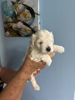 Paul, a male Miniature Schnauzer for sale in North Fort Myers, FL – 3 of 3