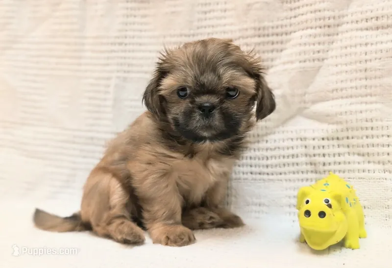 Nelie Bell – Shih Tzu puppy for sale in North Fort Myers, FL