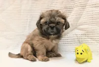 Nelie Bell, a female Shih Tzu for sale in North Fort Myers, FL – 1 of 2